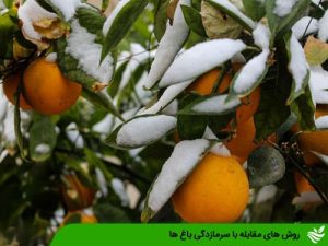 روش های مقابله با سرمازدگی باغ ها