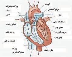 ساختمان قلب پرندگان