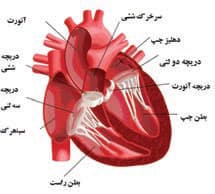 دریچه های قلب پرندگان