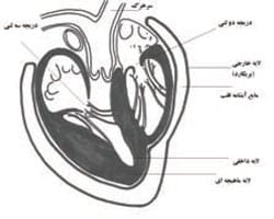 ساختمان لایه های قلب