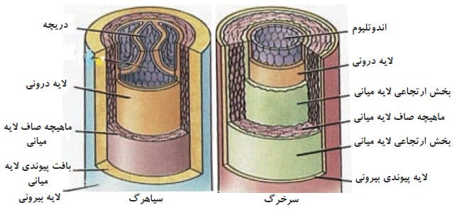 مقطع سرخرگ و سیاهرگ