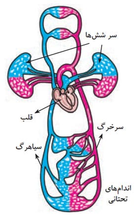 گردش خون قلب