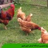 تشریح تصویری دستگاه گردش خون طیور