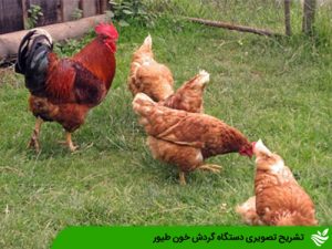 تشریح تصویری دستگاه گردش خون طیور