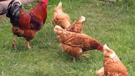 تشریح تصویری دستگاه گردش خون طیور