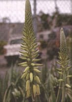 گل آذین دو گونه Aloe vera
