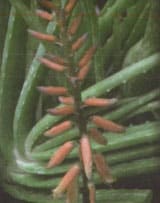 گل آذین دو گونه Aloe littoralis