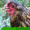تشریح تصویری دستگاه تنفس طیور