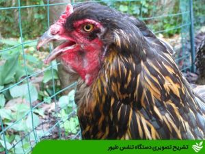 تشریح تصویری دستگاه تنفس طیور