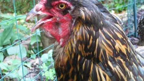 تشریح تصویری دستگاه تنفس طیور