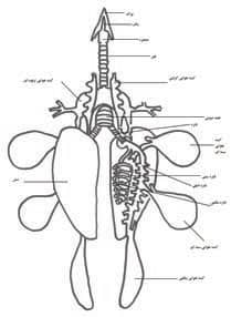 دستگاه تنفس مرغ