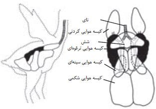 دستگاه تنفسی مرغ | نای، نایژه، شش و کیسه های هوایی