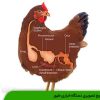 تشریح تصویری دستگاه ادراری طیور
