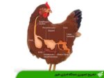 تشریح تصویری دستگاه ادراری طیور