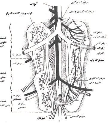 کلیه | سمت راست عروق کلیه و سمت چپ لوله های جمع کننده ادرار