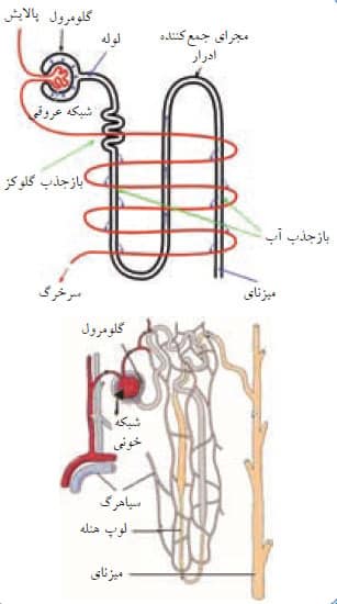 ساختمان و نحوه عمل نفرون