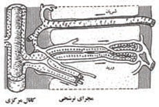 ساختمان غده نمکی