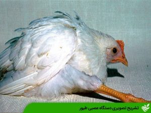 تشریح تصویری دستگاه عصبی طیور