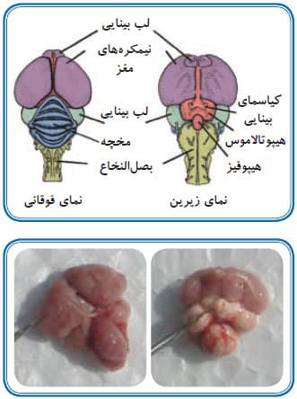 نمای زیرین و فوقانی مغز مرغ