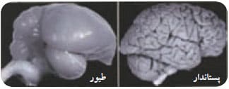 مقایسه مغز طیور و پستانداران