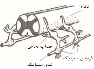 نخاع و تنه سمپاتیک