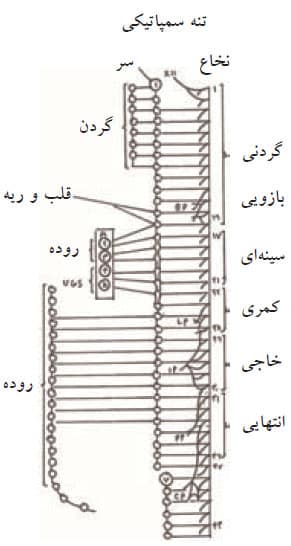 نخاع و تنه سمپاتیکی