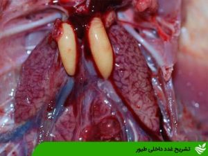 تشریح غدد داخلی طیور