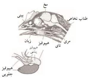 غده هیپوفیز