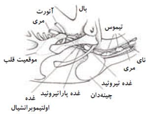 غده تیروئید - پاراتیروئید و اولتیموبرانشیال