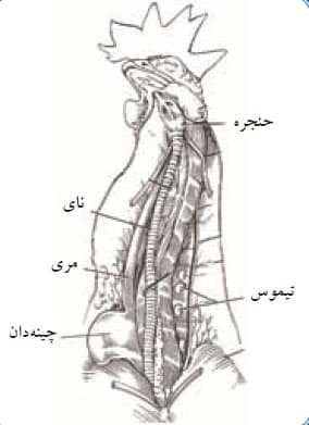 موقعیت غده تیموس در طیور