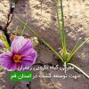 معرفی گیاه دارویی زعفران جهت توسعه کشت در استان قم