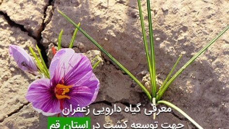 معرفی گیاه دارویی زعفران جهت توسعه کشت در استان قم