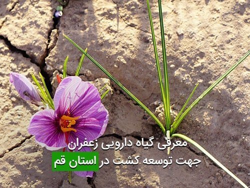 معرفی گیاه دارویی زعفران جهت توسعه کشت در استان قم