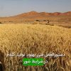 دستورالعمل فنی بهبود تولید گندم در شرایط شور