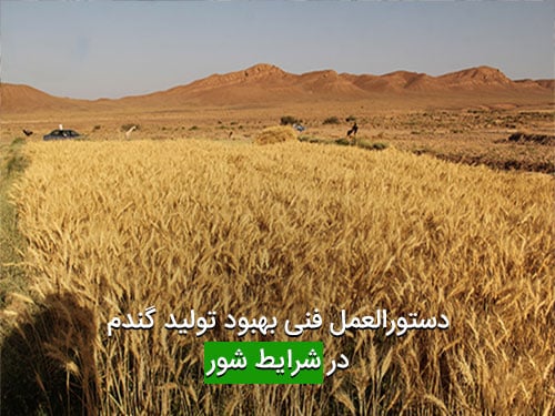 دستورالعمل فنی بهبود تولید گندم در شرایط شور