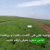 توصیه های فنی کاشت، داشت و برداشت عدس دیم و معرفی ارقام جدید