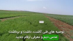 توصیه های فنی کاشت، داشت و برداشت عدس دیم و معرفی ارقام جدید