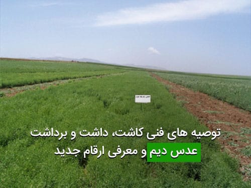 توصیه های فنی کاشت، داشت و برداشت عدس دیم و معرفی ارقام جدید