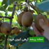 نماتد ریشه گرهی کیوی فروت