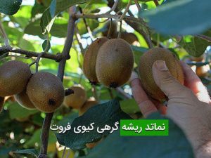 نماتد ریشه گرهی کیوی فروت