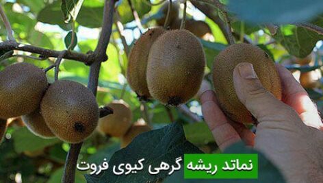 نماتد ریشه گرهی کیوی فروت
