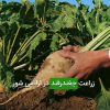 زراعت چغندرقند در اراضی شور