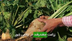 زراعت چغندرقند در اراضی شور