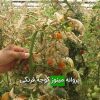 پروانه مینوز گوجه فرنگی