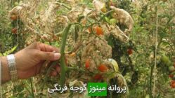 پروانه مینوز گوجه فرنگی