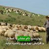 پرواربندی دام عشایر با اصلاح و افزایش بهره وری زنجیره تولید