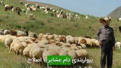پرواربندی دام عشایر با اصلاح و افزایش بهره وری زنجیره تولید