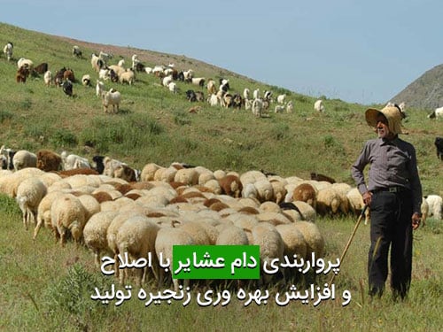 پرواربندی دام عشایر با اصلاح و افزایش بهره وری زنجیره تولید