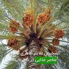 تشخیص علایم ظاهری کمبود عناصر غذایی در نخل خرما