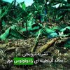 نشریه ترویجی نماتد قرنطینه ای رادوفولوس موز